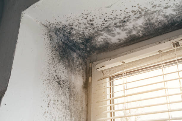 Affordable Mold Removal solutions in Saint Leonard, MD
